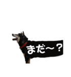 うちのオハナ第三弾 黒柴ときどきウズラ（個別スタンプ：22）