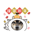 うちのオハナ第三弾 黒柴ときどきウズラ（個別スタンプ：24）
