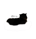 うちのオハナ第三弾 黒柴ときどきウズラ（個別スタンプ：31）