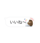 うちのオハナ第三弾 黒柴ときどきウズラ（個別スタンプ：34）