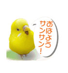 セキセイインコのユッキー（個別スタンプ：1）
