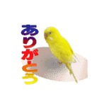セキセイインコのユッキー（個別スタンプ：2）