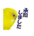 セキセイインコのユッキー（個別スタンプ：4）