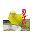 セキセイインコのユッキー（個別スタンプ：5）