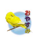 セキセイインコのユッキー（個別スタンプ：6）