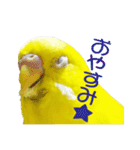 セキセイインコのユッキー（個別スタンプ：7）