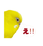 セキセイインコのユッキー（個別スタンプ：8）