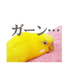 セキセイインコのユッキー（個別スタンプ：10）