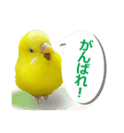 セキセイインコのユッキー（個別スタンプ：11）