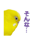 セキセイインコのユッキー（個別スタンプ：12）