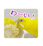 セキセイインコのユッキー（個別スタンプ：14）