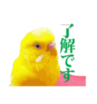 セキセイインコのユッキー（個別スタンプ：15）