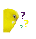 セキセイインコのユッキー（個別スタンプ：16）