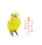 セキセイインコのユッキー（個別スタンプ：17）