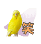 セキセイインコのユッキー（個別スタンプ：18）