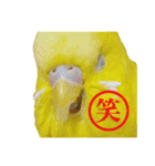 セキセイインコのユッキー（個別スタンプ：19）