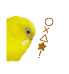 セキセイインコのユッキー（個別スタンプ：20）