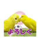 セキセイインコのユッキー（個別スタンプ：21）