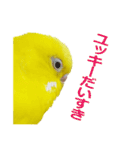 セキセイインコのユッキー（個別スタンプ：25）