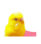 セキセイインコのユッキー（個別スタンプ：26）