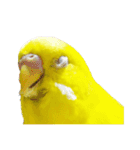 セキセイインコのユッキー（個別スタンプ：27）