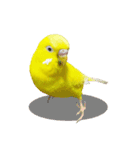 セキセイインコのユッキー（個別スタンプ：30）