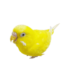 セキセイインコのユッキー（個別スタンプ：32）