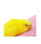 セキセイインコのユッキー（個別スタンプ：33）