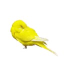 セキセイインコのユッキー（個別スタンプ：35）