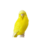 セキセイインコのユッキー（個別スタンプ：36）