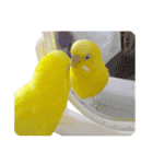 セキセイインコのユッキー（個別スタンプ：37）