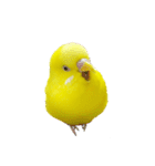 セキセイインコのユッキー（個別スタンプ：38）