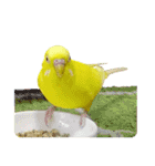 セキセイインコのユッキー（個別スタンプ：40）