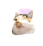 にゃんneko（╹◡╹）♡（個別スタンプ：1）