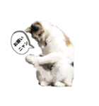 にゃんneko（╹◡╹）♡（個別スタンプ：2）