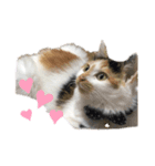 にゃんneko（╹◡╹）♡（個別スタンプ：3）