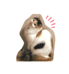 にゃんneko（╹◡╹）♡（個別スタンプ：4）
