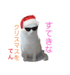 愛されニャンズ 2（個別スタンプ：1）