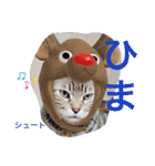 愛されニャンズ 2（個別スタンプ：5）