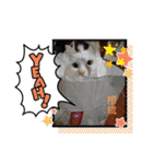 愛されニャンズ 2（個別スタンプ：10）