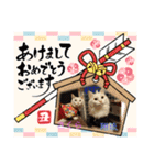 愛されニャンズ 2（個別スタンプ：12）
