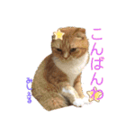 愛されニャンズ 2（個別スタンプ：17）