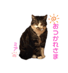 愛されニャンズ 2（個別スタンプ：20）