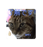 愛されニャンズ 2（個別スタンプ：23）