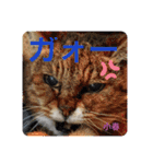 愛されニャンズ 2（個別スタンプ：29）