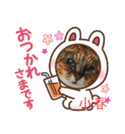 愛されニャンズ 2（個別スタンプ：30）