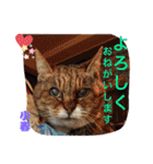 愛されニャンズ 2（個別スタンプ：33）