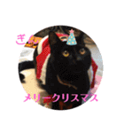 愛されニャンズ 2（個別スタンプ：35）