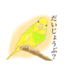 セキセイインコのミントくん（個別スタンプ：3）