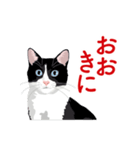 関西弁を喋るハチワレ猫（個別スタンプ：2）